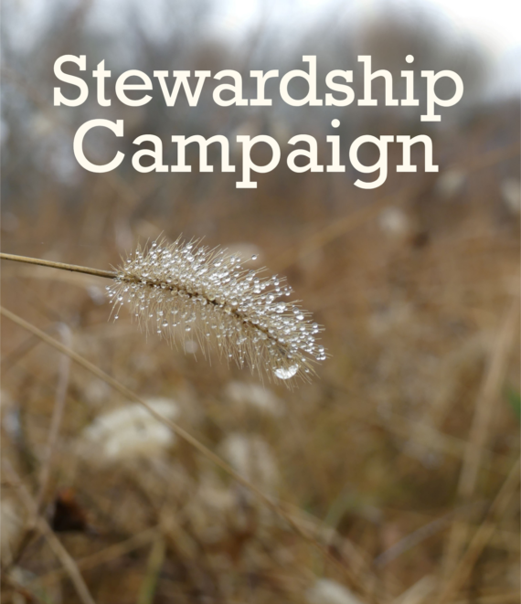 Stewardship Campaign